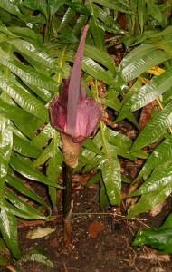 Amorphophallus_konjac_BotGardDresden070219InflorescenceB